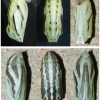 maniola jurtina pupa